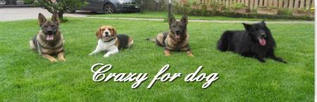 Crazy for dog