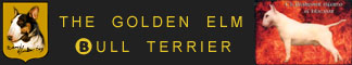 The Golden Elm